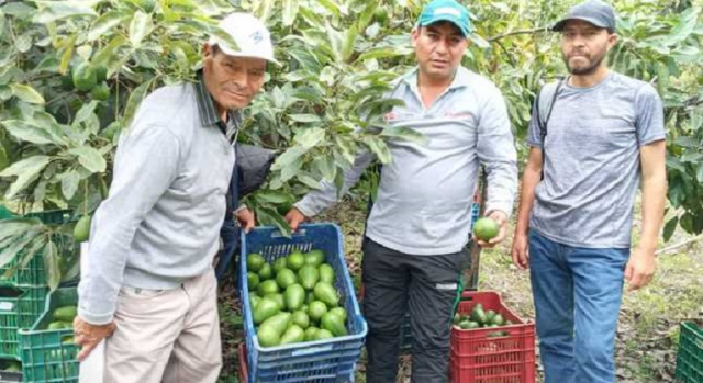 Producción peruana de palta se incrementó 15 2 en marzo