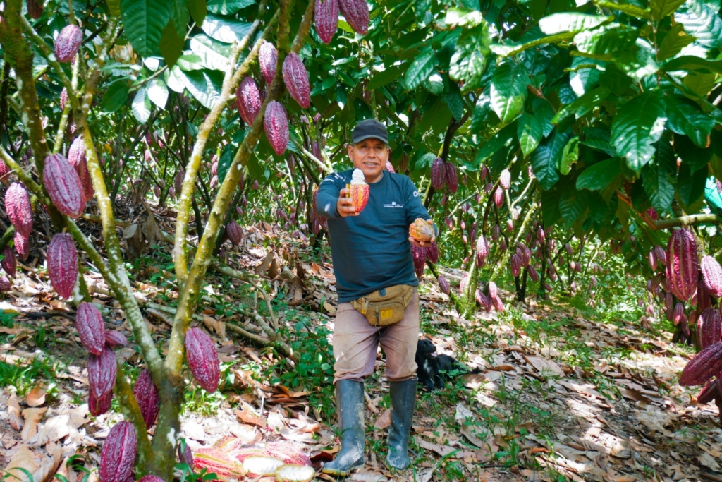 El año 2024 cierra con un logro histórico en la producción de cacao en el Alto Huallaga, gracias al trabajo conjunto entre 2,694 familias agricultoras y la Comisión Nacional para el Desarrollo y Vida sin Drogas (Devida).